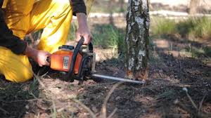 Best Tree Maintenance Programs  in Horseshoe Bend, AR